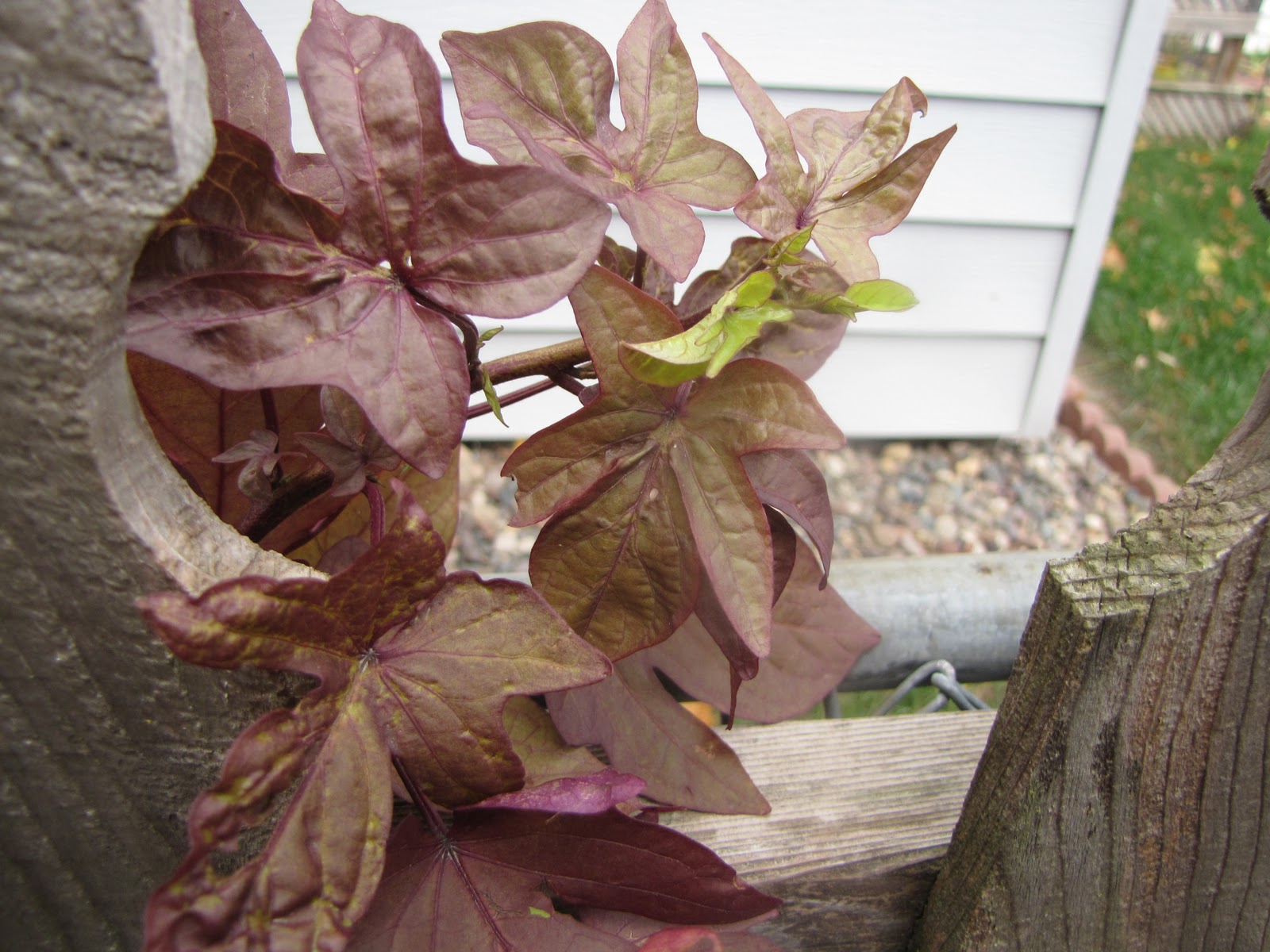 A Corner Garden My Annual Sweet Potato Vine Taste Testing (Yes, You