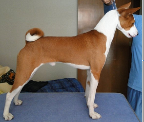 Basenji raza Basenji, perro Basenji, Basenji, cuidados Basenji, mascota Basenji