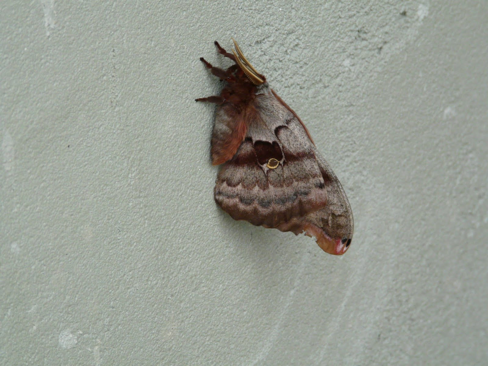 Shoreacres Big Year Polyphemus moth