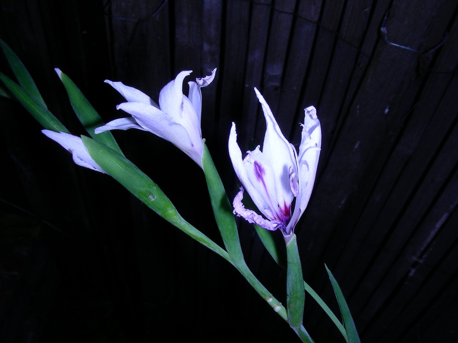 [DSCN0943.JPG]
