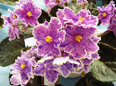 African Violets