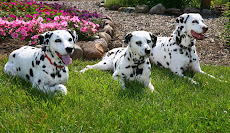 Zeus, Killian & Stella On Their 12th Birthday!