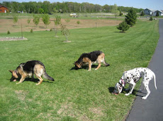 Dogs Or Cows?