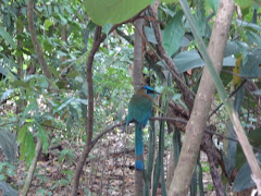 A Motmot bird
