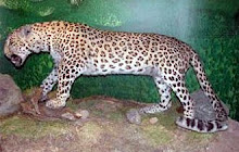 Anatolian Leopard