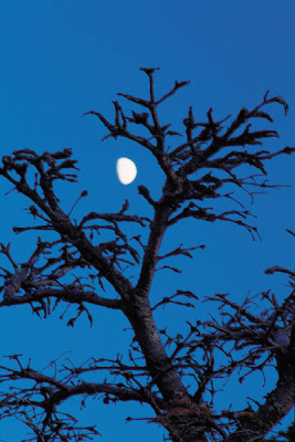 Damia Dean June 2007