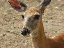 White Tailed Deer