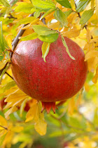 Pomegranates
