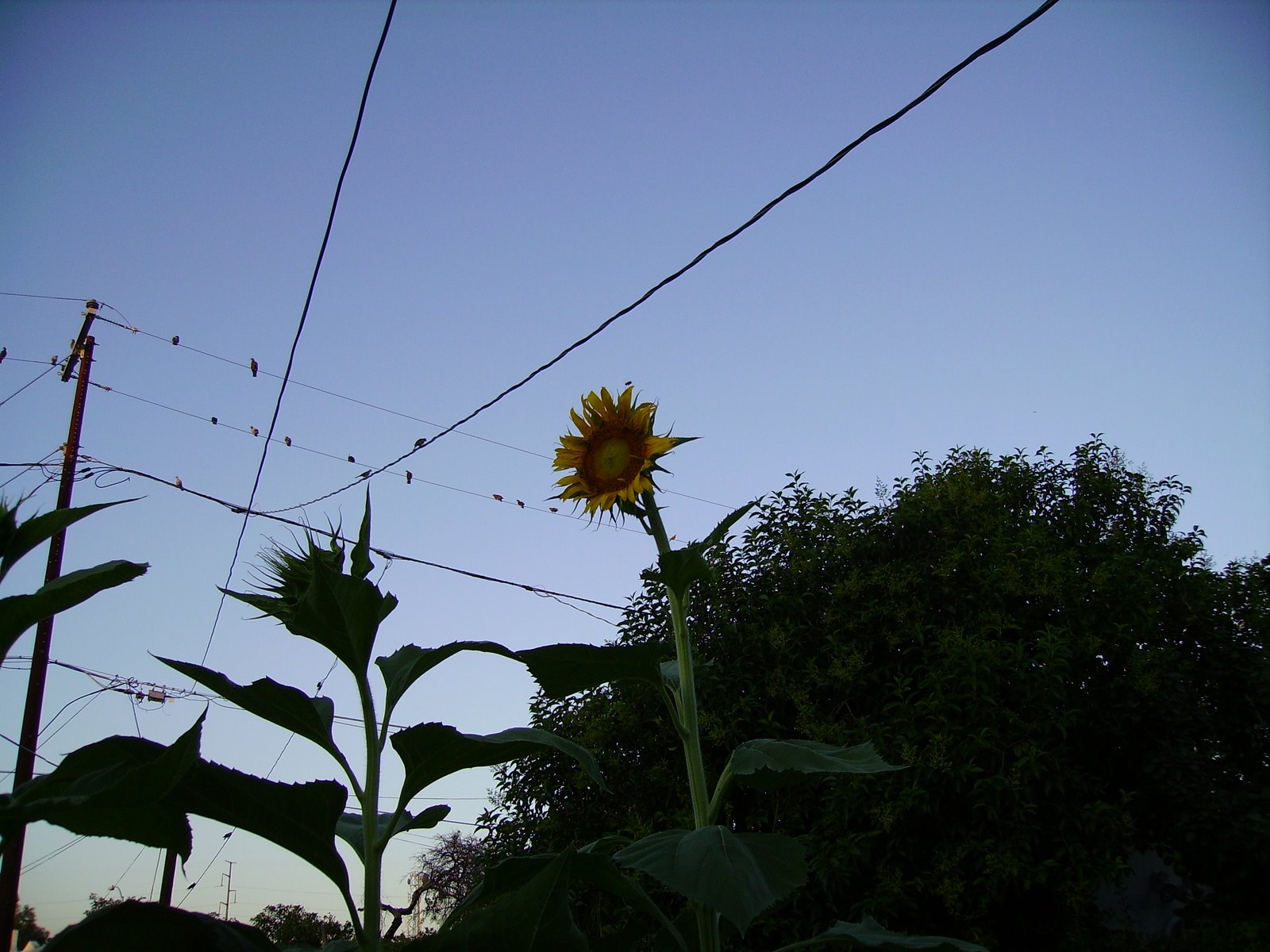 [sunflower+025.jpg]