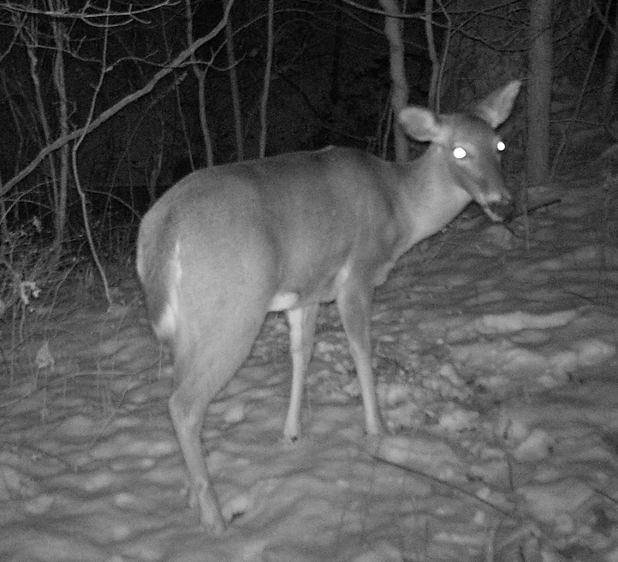 BaitRageous Thirtytwo million dollar study What deer see in headlights.