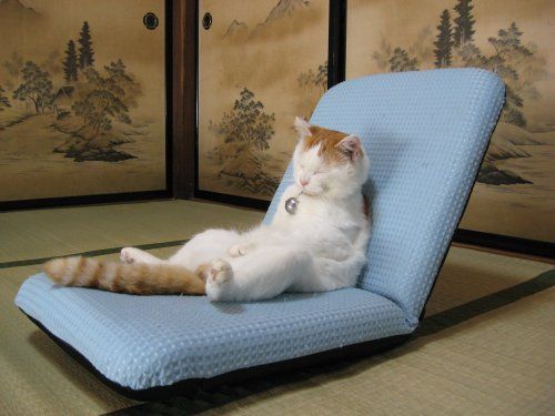 [Cat_Lounge_Chair.jpg]