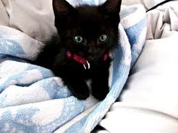 [Image: cute+black+cat.jpeg]