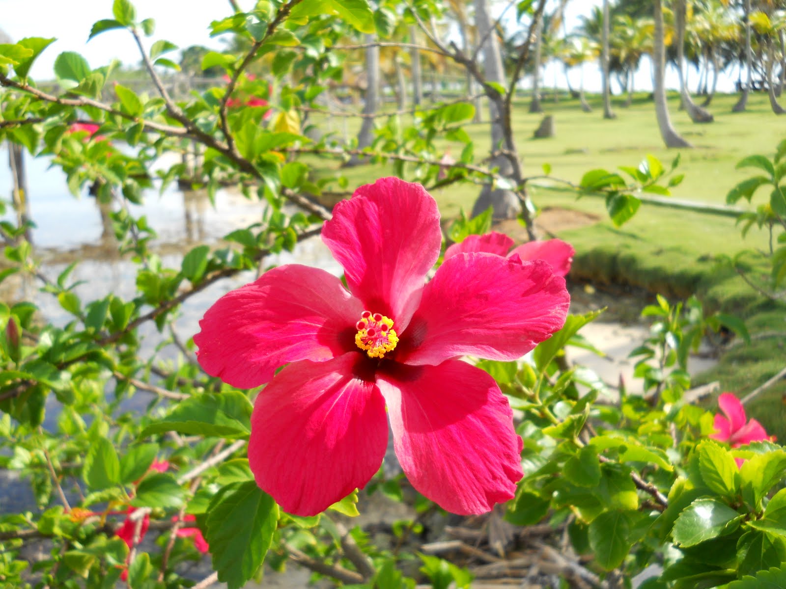 Sweet Garden Escapes Flora of Panama