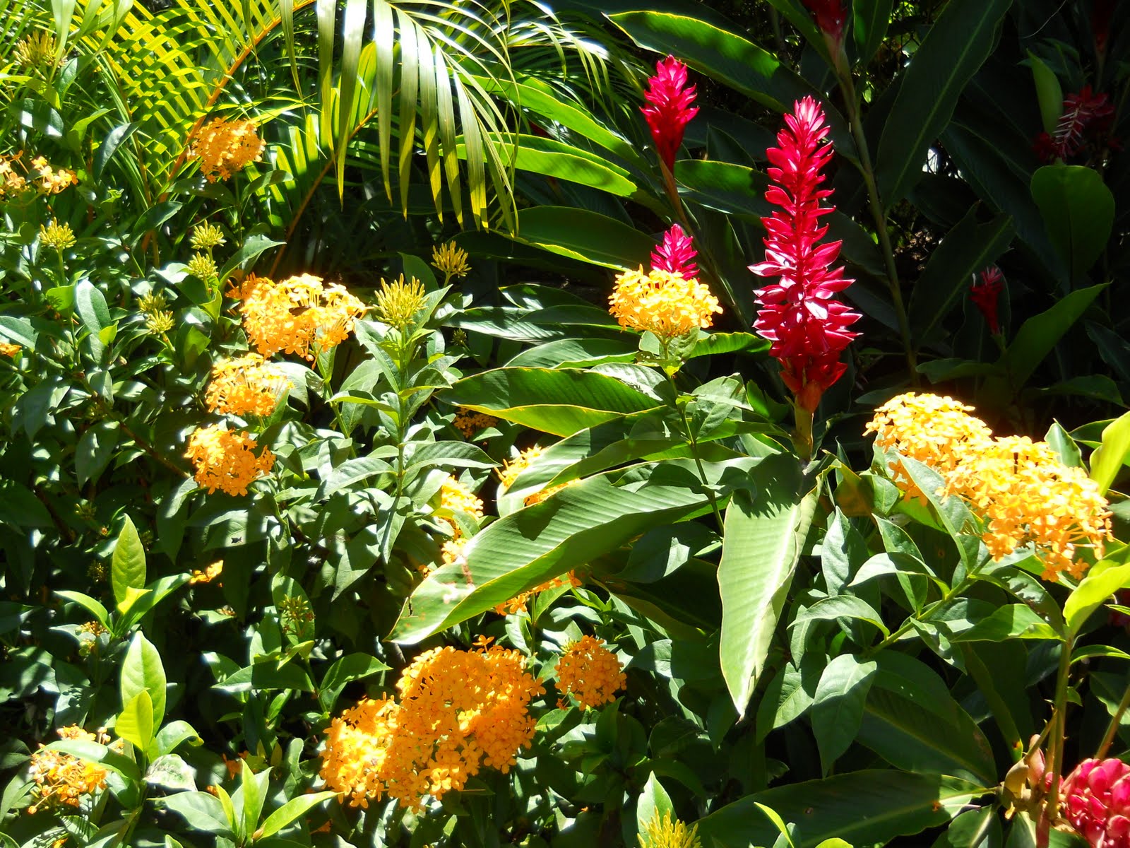 Panama Flora