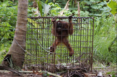 Chained to, rather than living in a tree.