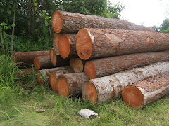 Freshly cut trees