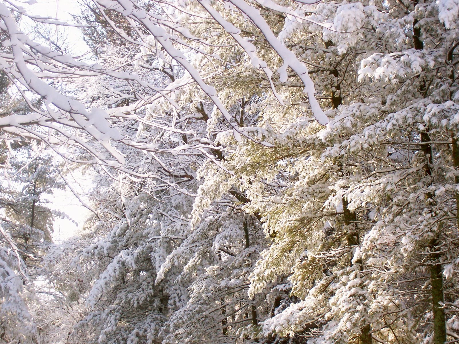 [Snow+After+Ice+One.JPG]