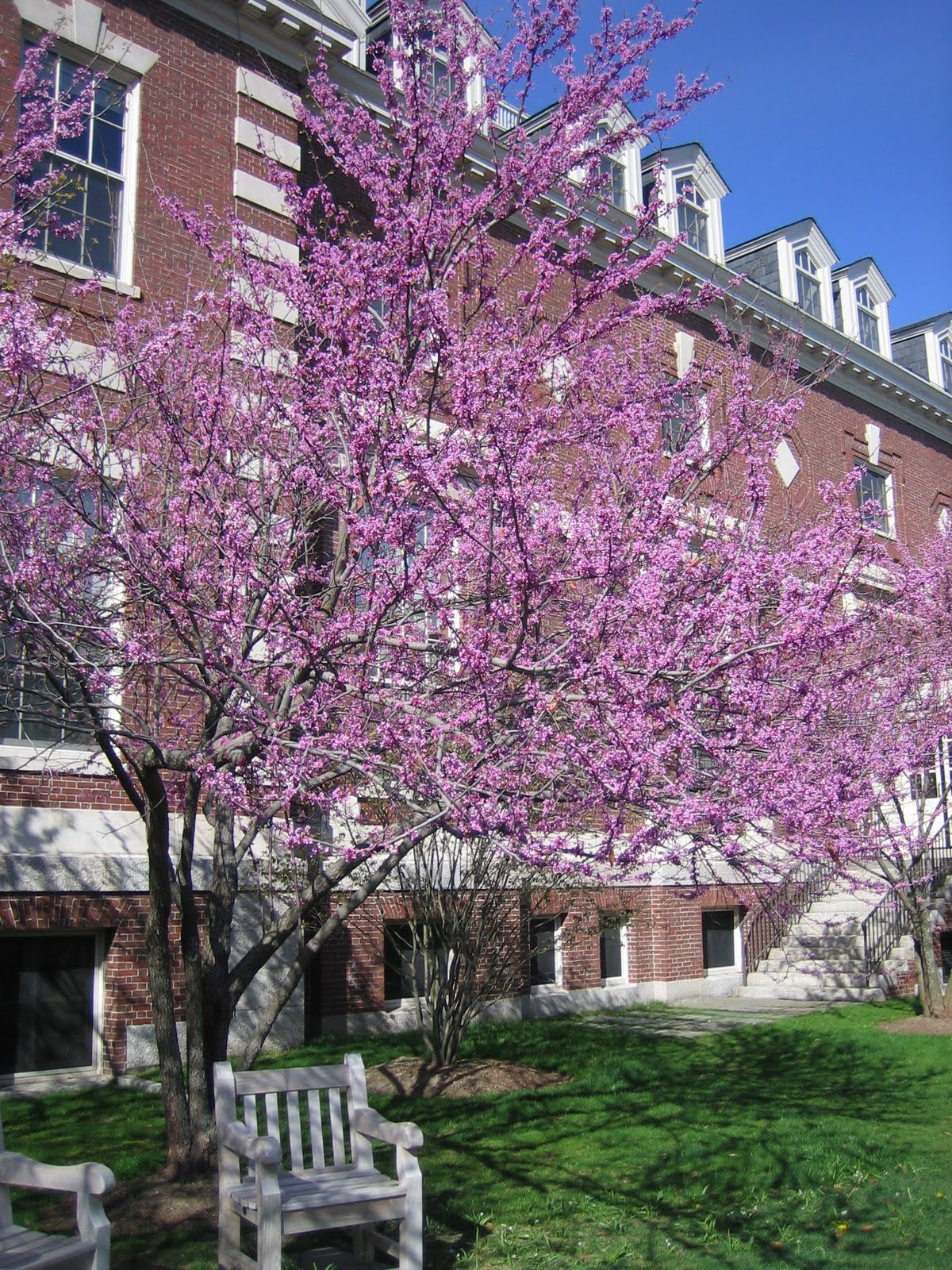 American Redbud Tree