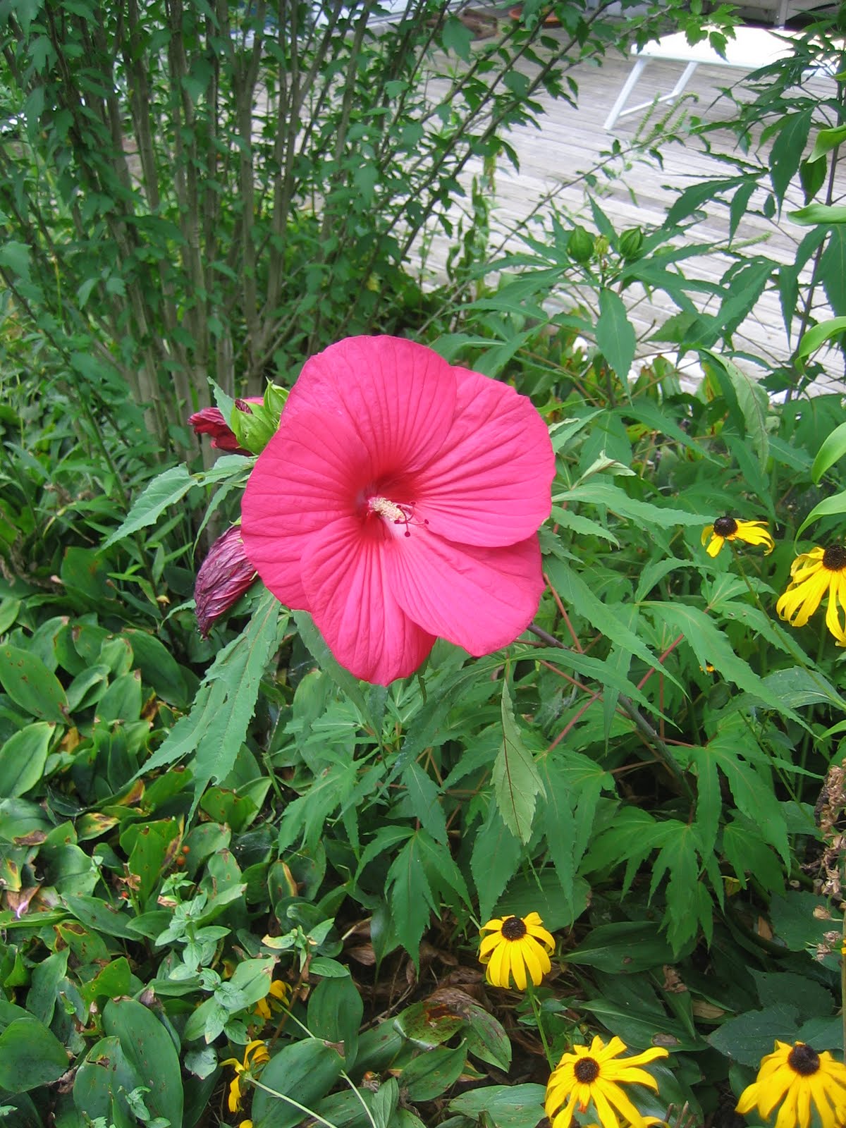 Journeys and Jonquils Plant Care Profile Swamp Rose Mallow (Hibiscus