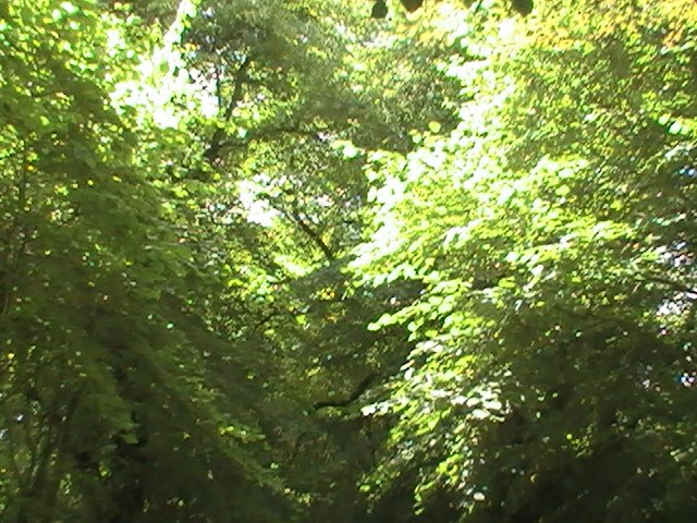 Maybe This Is Where My Mother Was In That Dream in The Spring Of 2009?