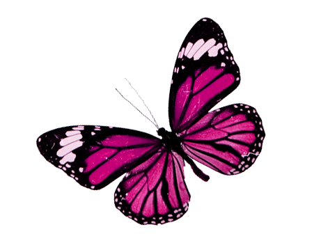 RecursosMF: Mariposas PNG