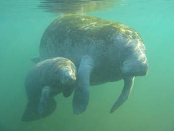 Save the Manatees!