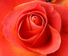 Beauty of Rose