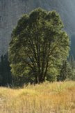 Yosemite Valley Tree