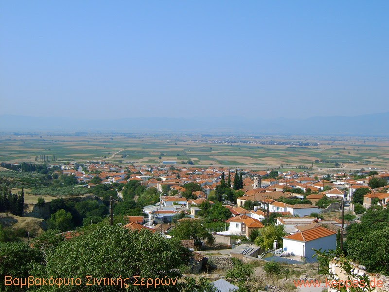 IΣΤΟΣ ΒΑΜΒΑΚΟΦΥΤΟΥ ΣΙΝΤΙΚΗΣ π.ε.ΣΕΡΡΩΝ 1.ΒΑΜΒΑΚΟΦΥΤΟ ΣΙΔΗΡΟΚΑΣΤΡΟΥ
