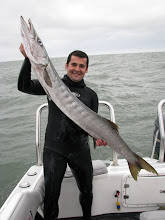 Barracuda de Cauda Amarela