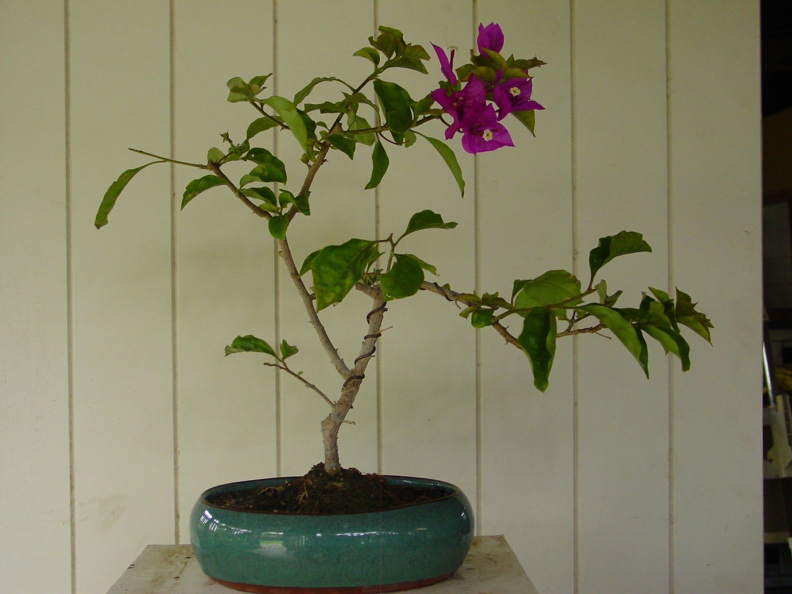 Instant Bonsai bougainvillea bonsai beginning stage