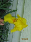[yellow+iris.jpeg]