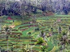 One of Our Rice Terraces in Bali