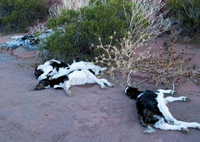 [dead-dumped-holstein-calfs.jpg]