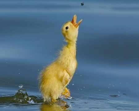 GRANJA TEMÁTICA DE LOS ARROYOS: CONSEJOS PARA TU ESTADÍA EN LA GRANJA