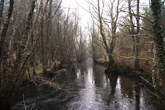 Arboleda de agua