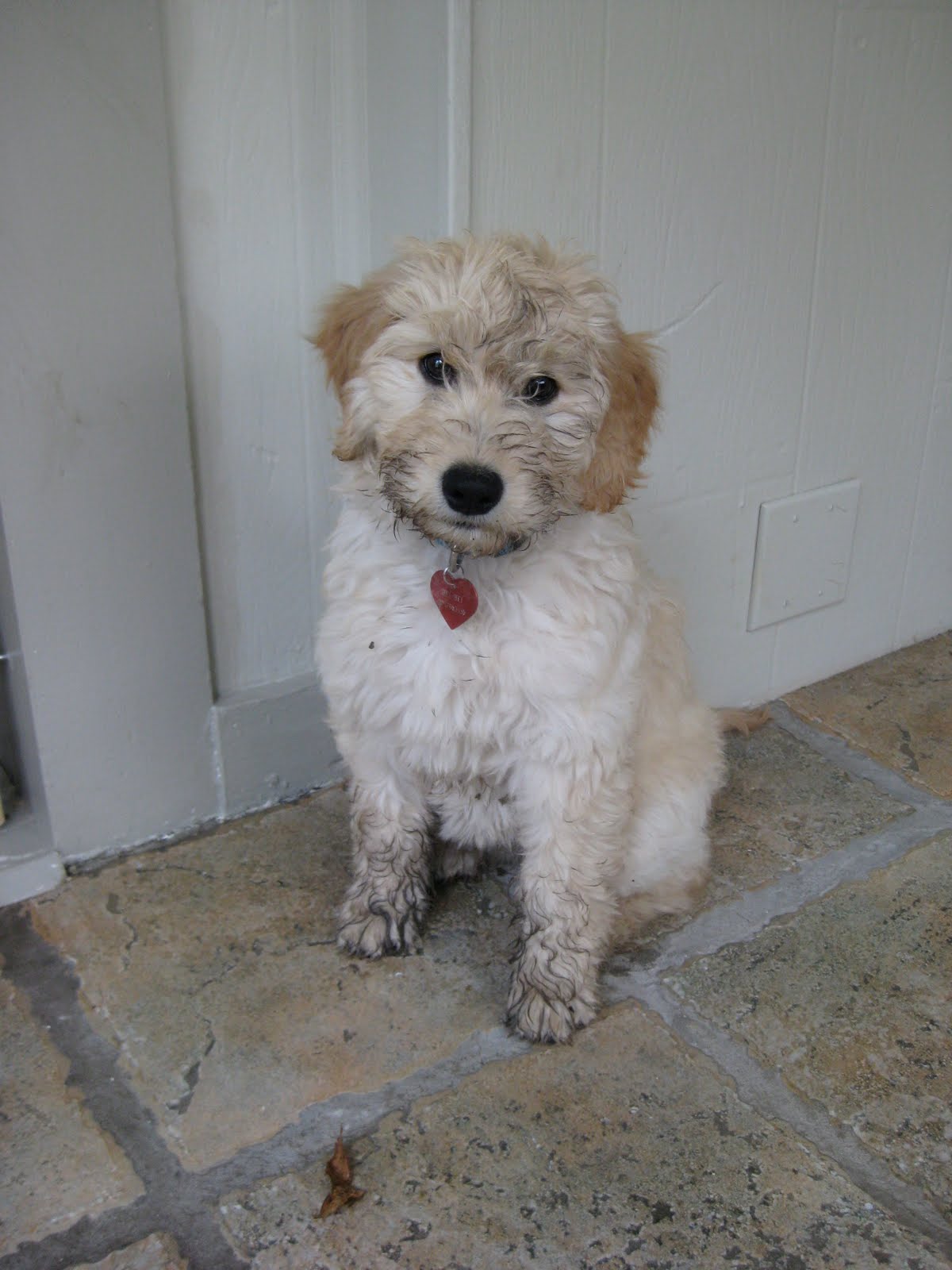 a walk through Designer Dog "Bedding"