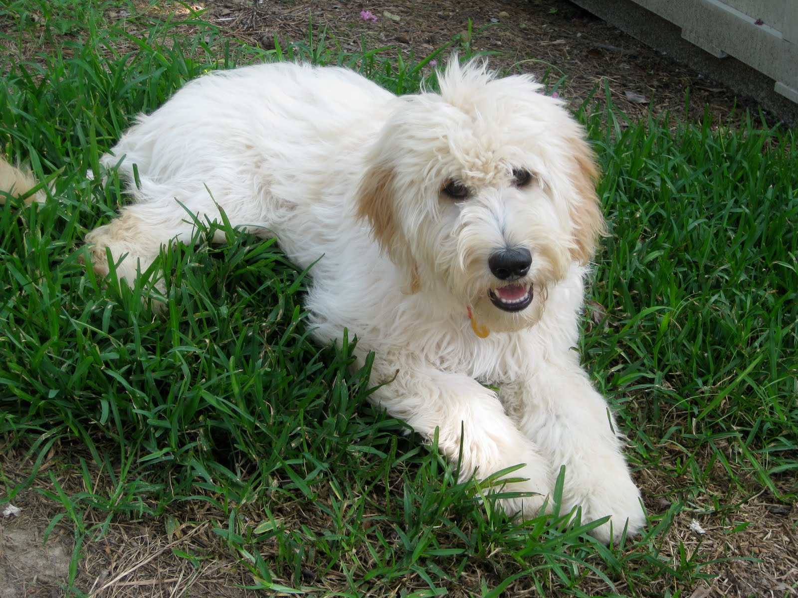 A Walk Through Myth Busters Goldendoodle Edition