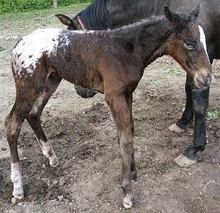 Blue eyed Appaloosa foal