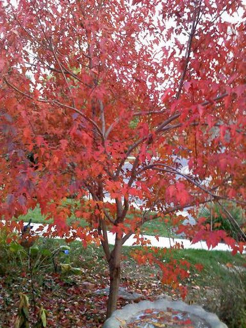 amur maple