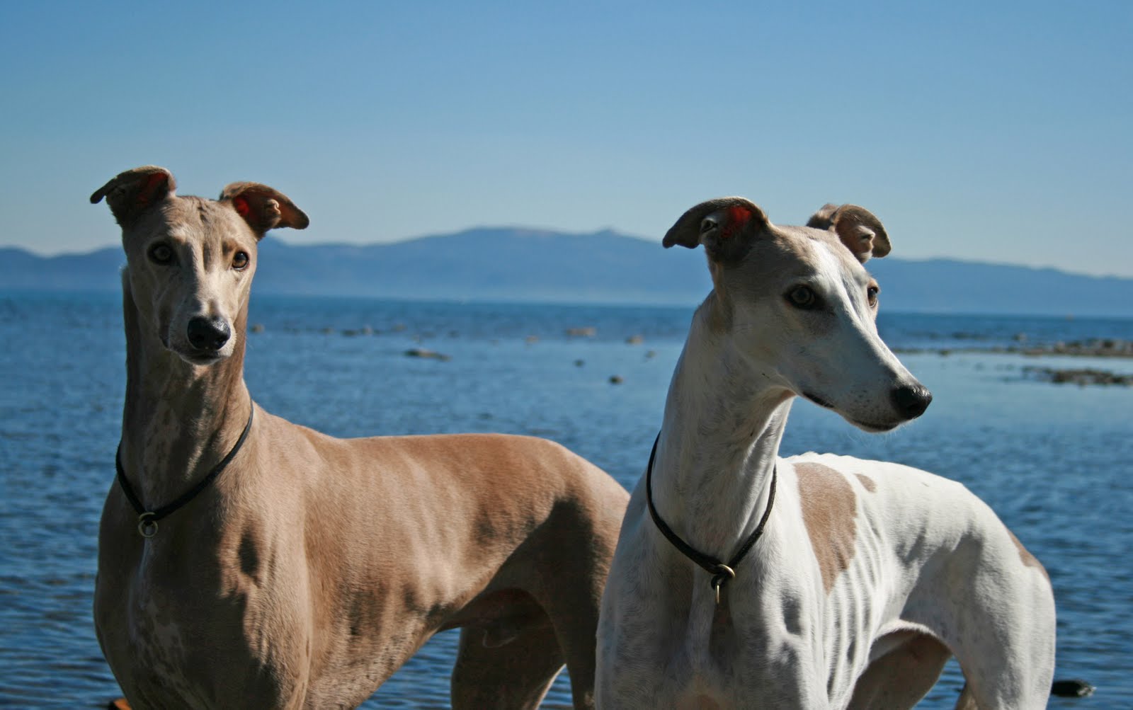 Aragon Greyhounds Coat Color in Greyhounds