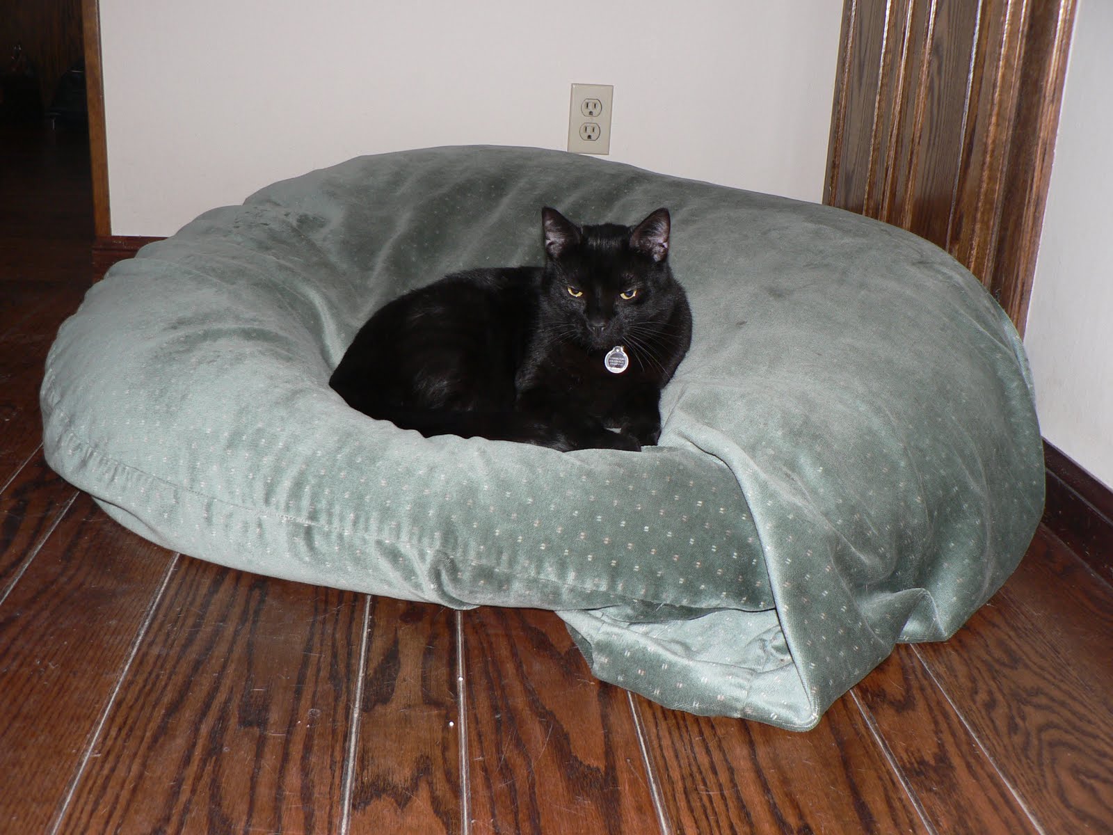 Aragon Greyhounds Cats and Greyhounds