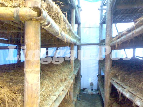 linggau metropolis berharap ada tambahan modal dari linggau metropolis berharap ada tambahan modal dari