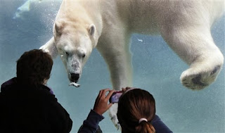 inquietaycuriosa: Discurso del oso, Julio Cortazar