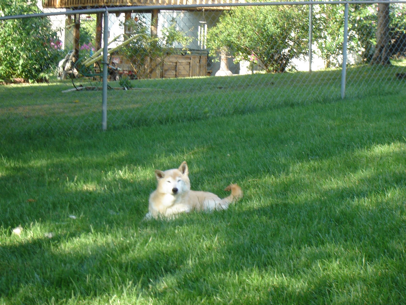 How to maintain a nice yard, despite your dog's best attempt to destroy