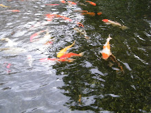 Koi