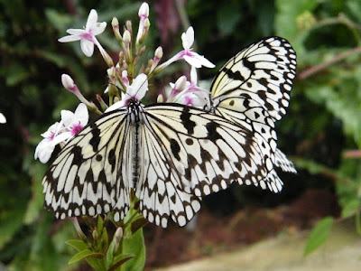 Eranthemum Bicolor