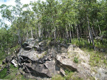 EUCALYPTUS FOREST