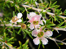 LEPTOSPERMUM SCOPARIUM