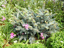 blue spruce